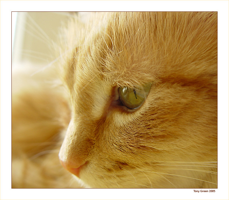 Cats Eye Кошачий глаз