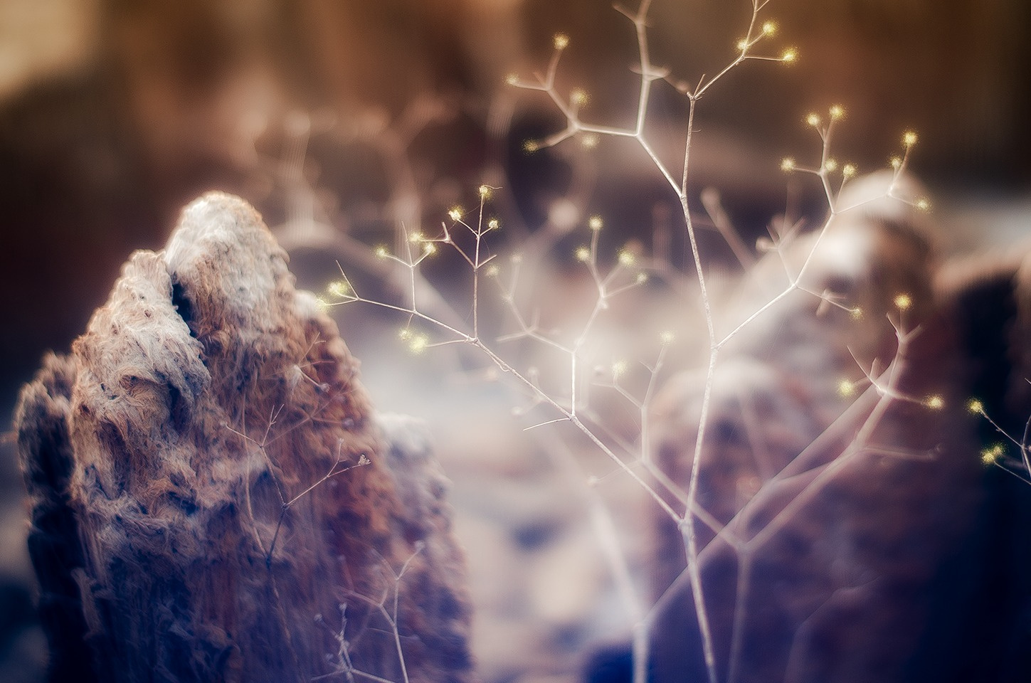 mystic forest 