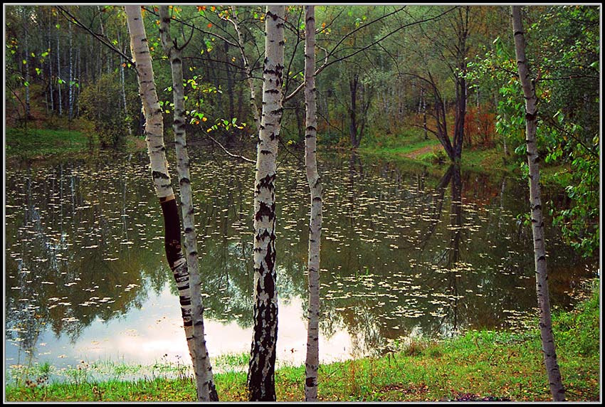 *** пруд, вода, осень