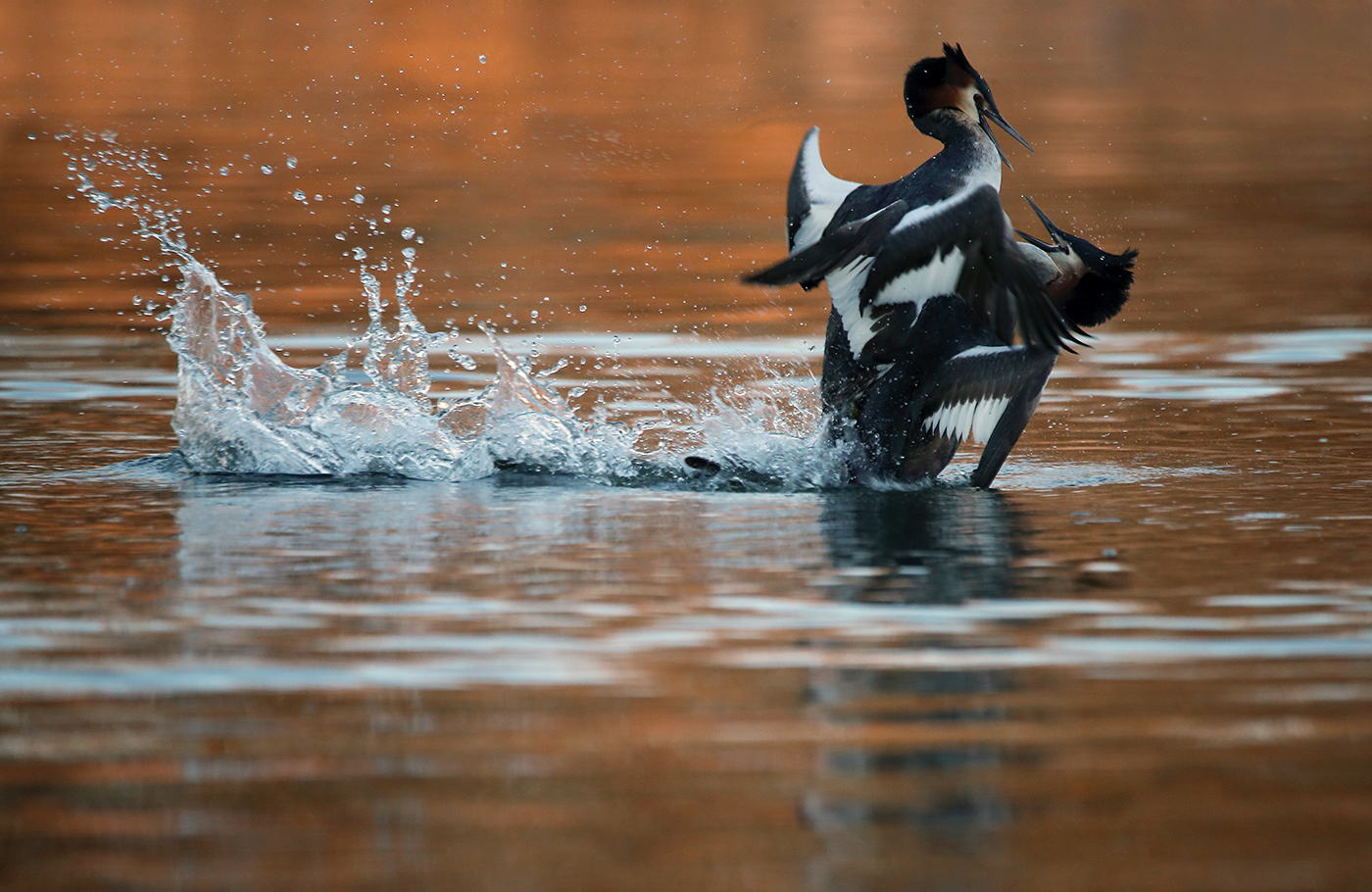 поединок Большая поганка чомга grebe Podiceps cristatus