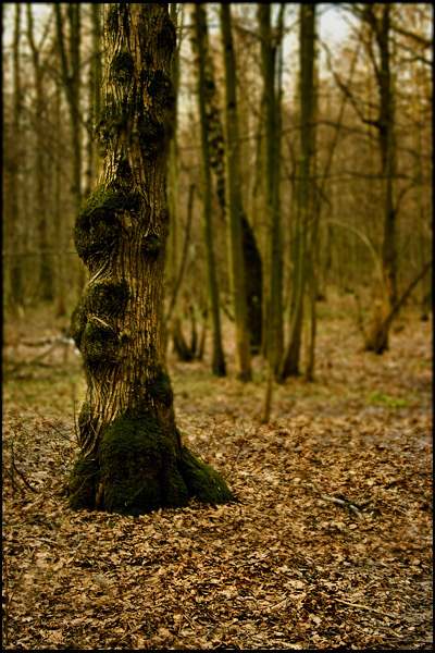 the tree лес, Москва, закат, весна, дерево