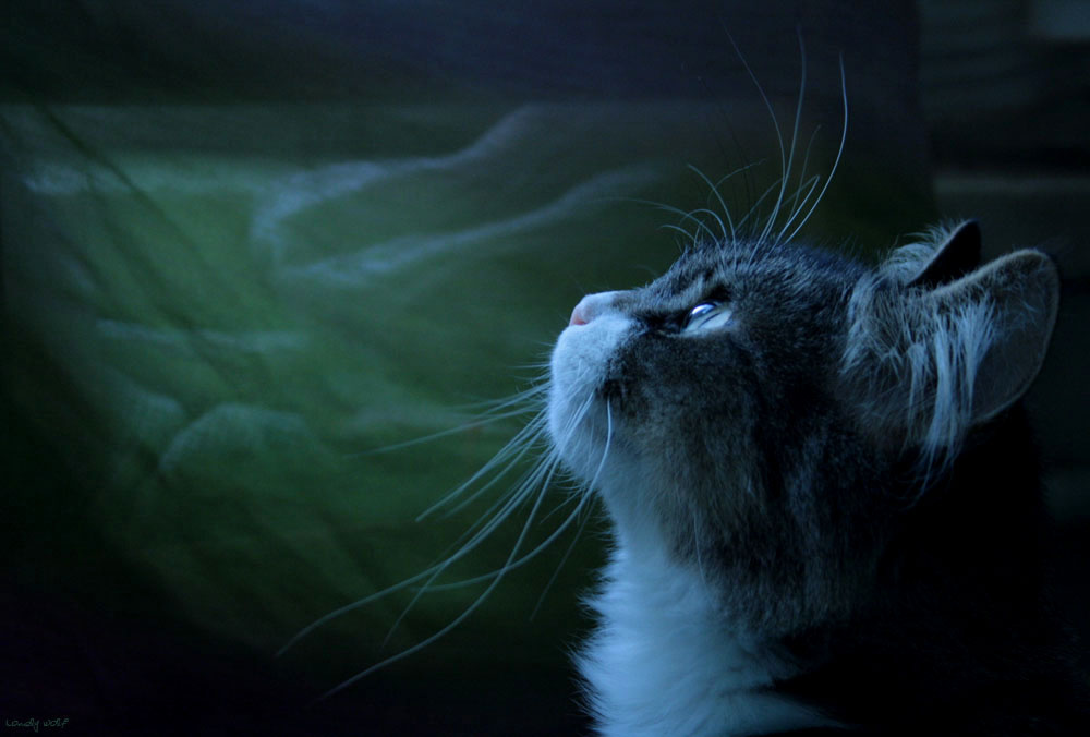 Вверх Кошка, взгляд