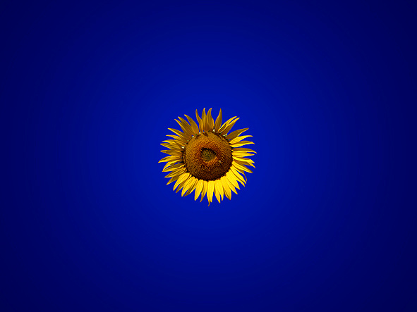 Sunflower&sky фотосайт