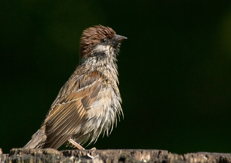 Мокрый Полевой воробей, Tree Sparrow, Passer montanus мокрый