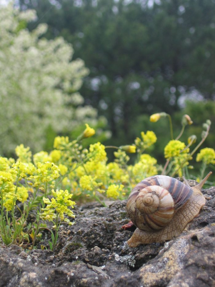 Улитка на склоне улитка природа
