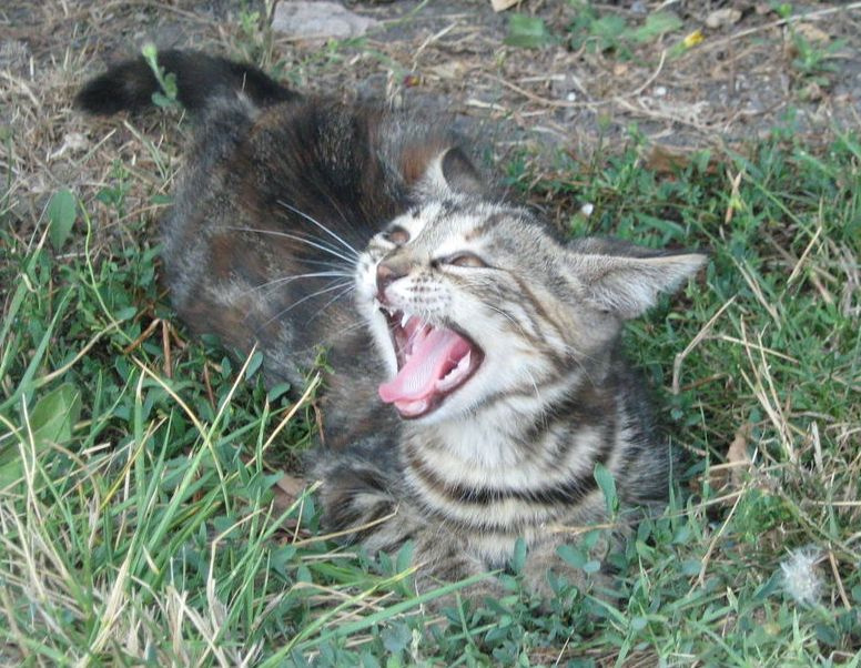 Жара!!! жара, кошка