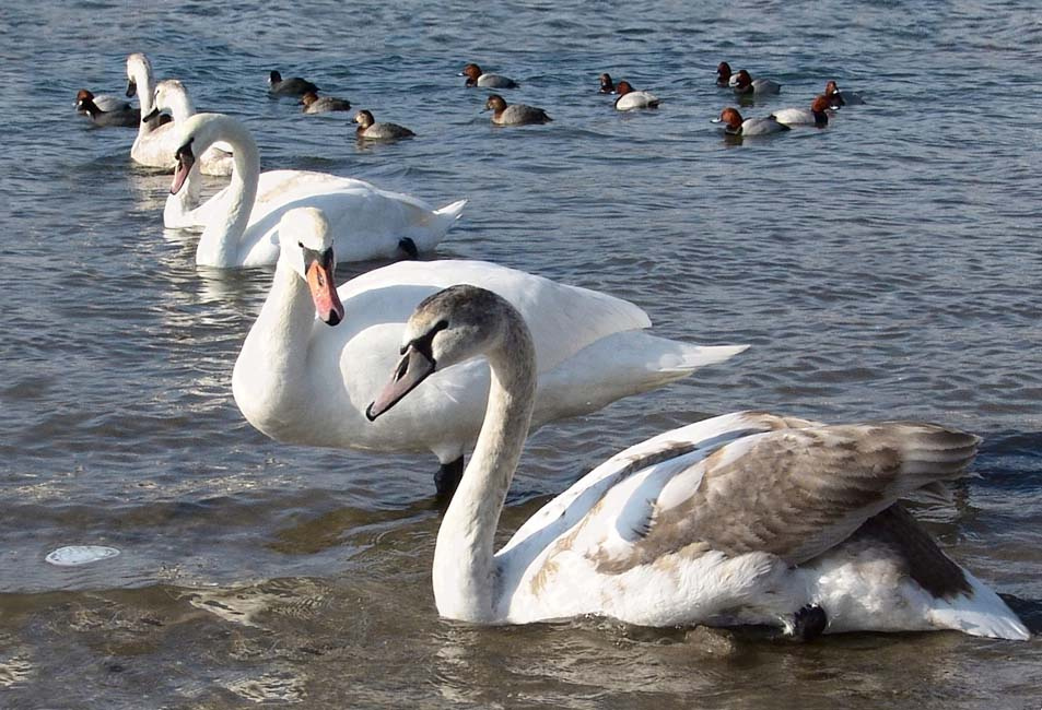 не тормози птица,лебеди,море,зима
