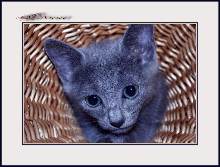 Моника котенок