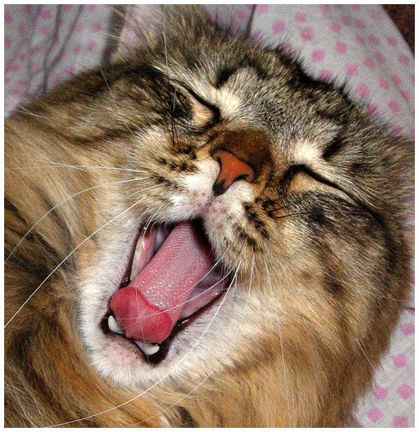 Ме-ня - у-  не будить кот