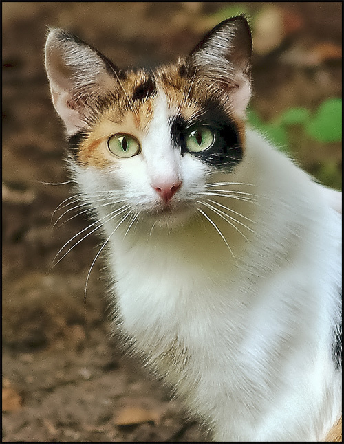 кошка! $