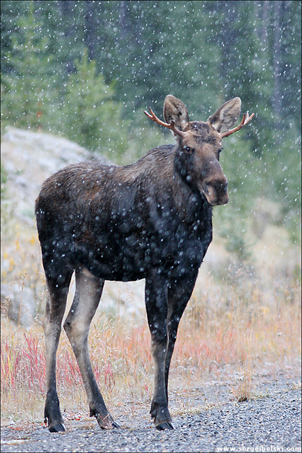 first snow moose snow