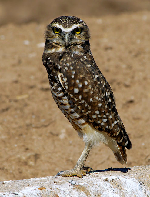 На посту Норная совка, Athene cunicularia, Озеро Солтон Си, Burrowing Owl, Salton Sea, California
