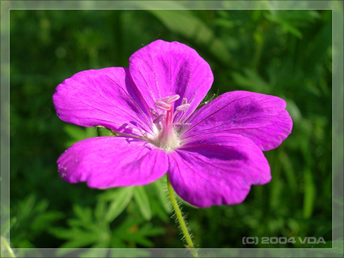 Цветок цветок лето лес природа