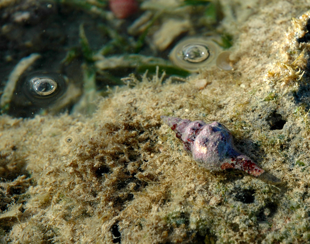 Лицо Красного моря Красное море, Египет, лицо