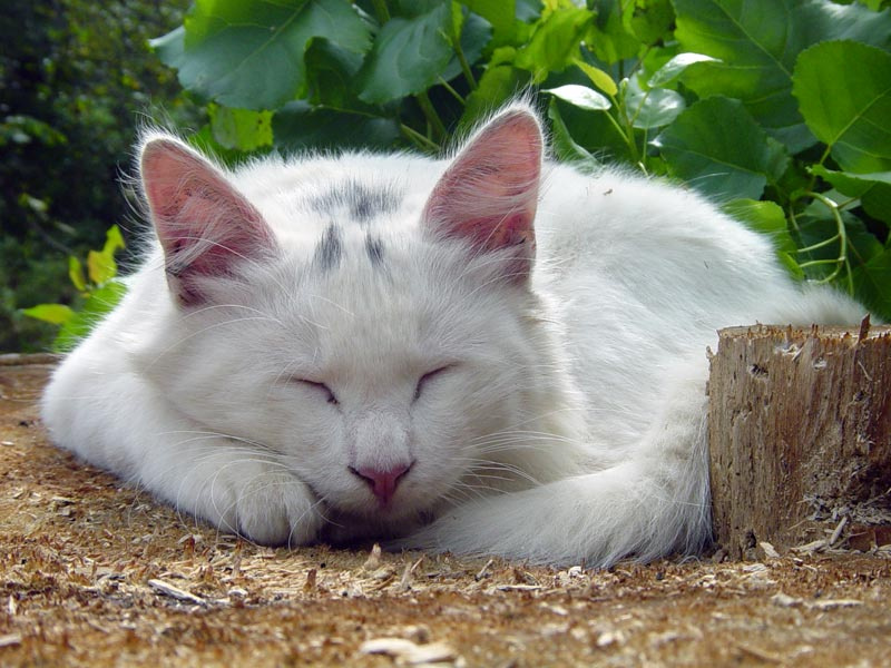 муся кот