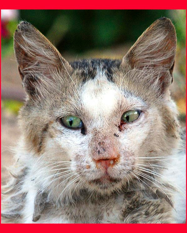 Бездомный Кот №1 коты кошки город