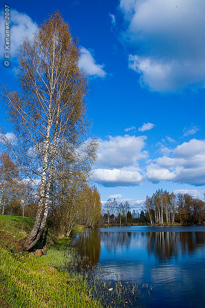 Отпуск, дача, вечер, вода. Береза озеро