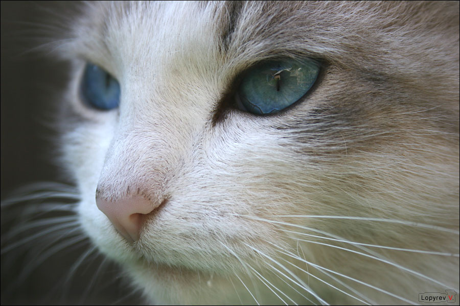 ГЛАМУУУРРНЫЙ КОТ кот