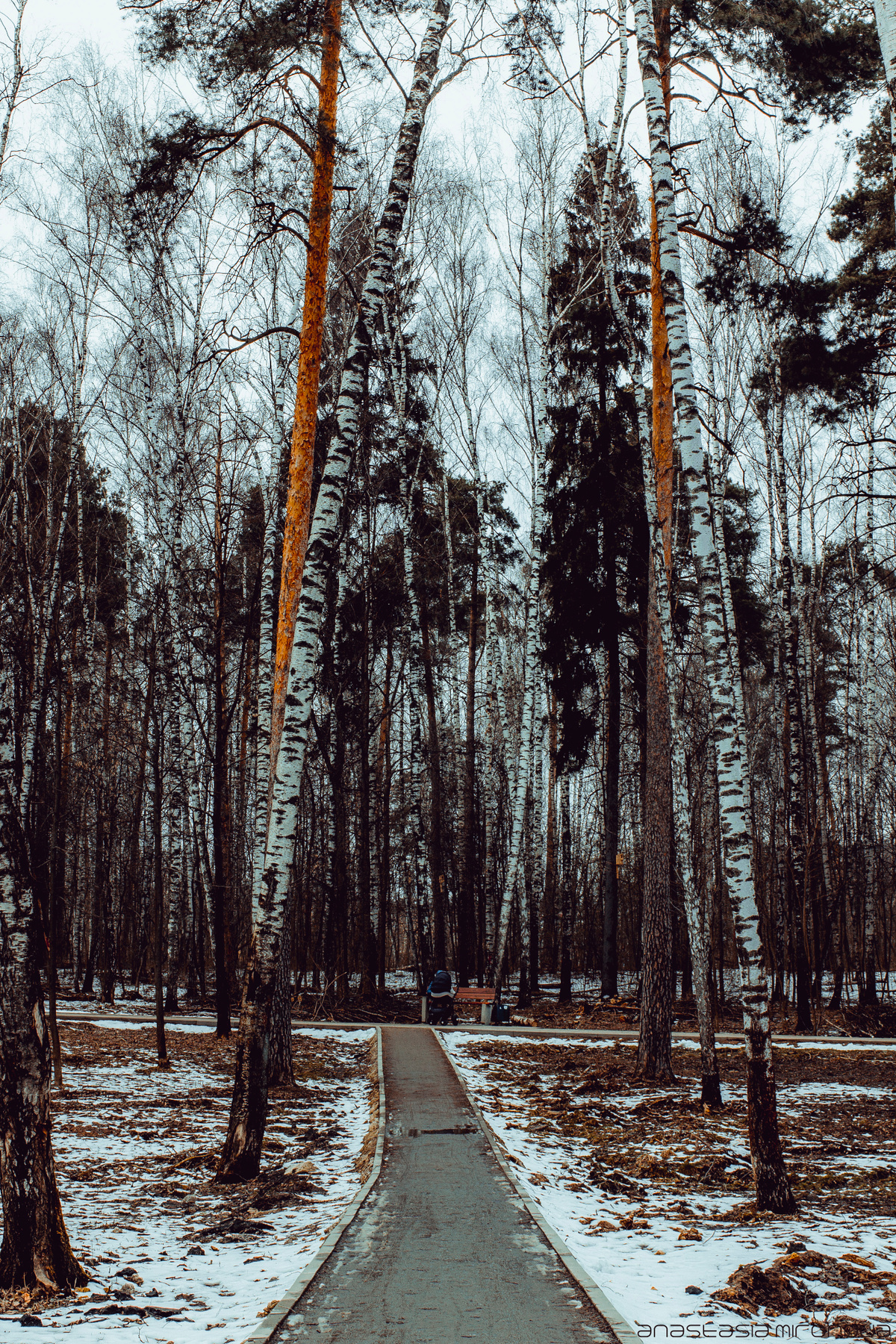 Весна лес парк весна