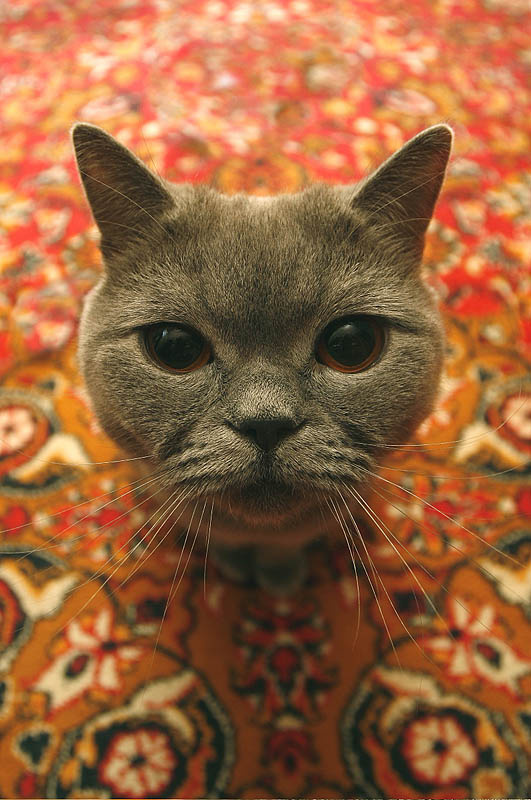 \"Жуля\" Кот Британец
