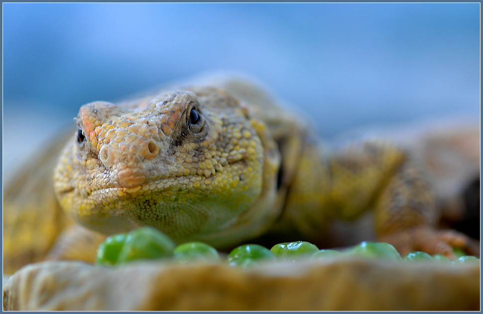 Здесь все мое! сахарский шипохвост Uromastyx geyri