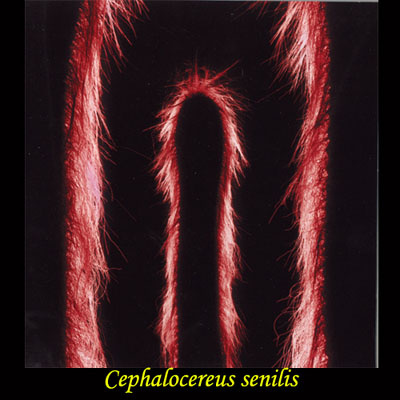 Cephalocereus Senilis кактус растение фаллос