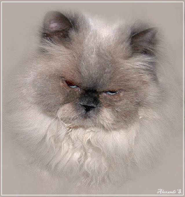 Стёпка Кот