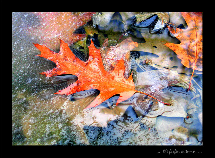 The frozen autumn 