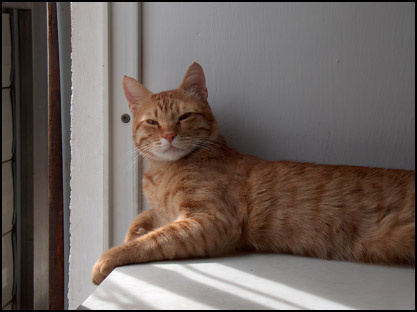 кошь кот кошка солнце жмурится