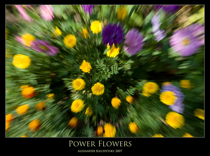 Power Flowers лето цветы зум