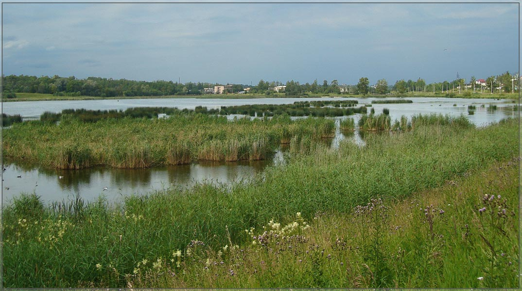 Зеленое на мрачно-синем фоне пруд, чайки, гнезда