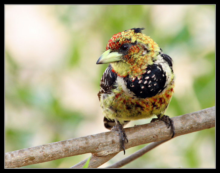 Crested Barbet (дальний родственник российского дятла) Crested barbet