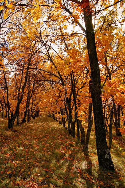 *** осень