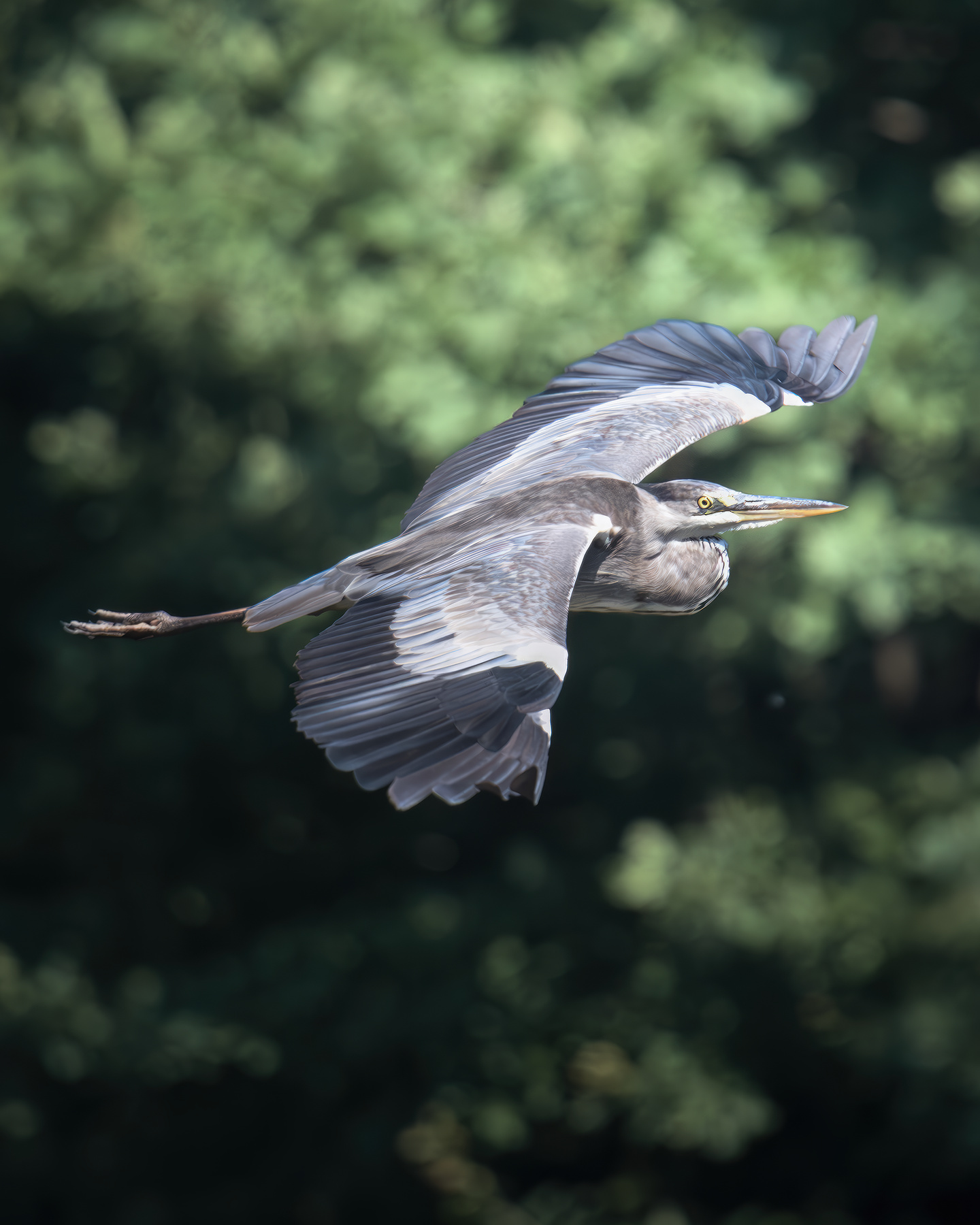 Серая цапля (Ardea cinerea) 