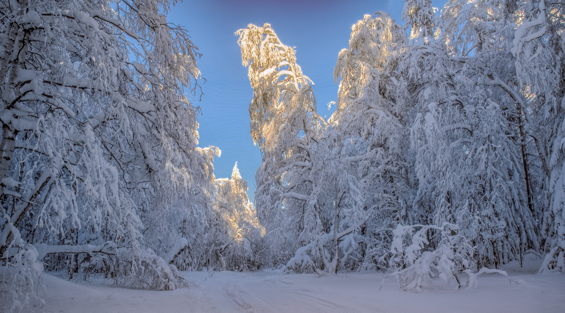 Замороженный лес 