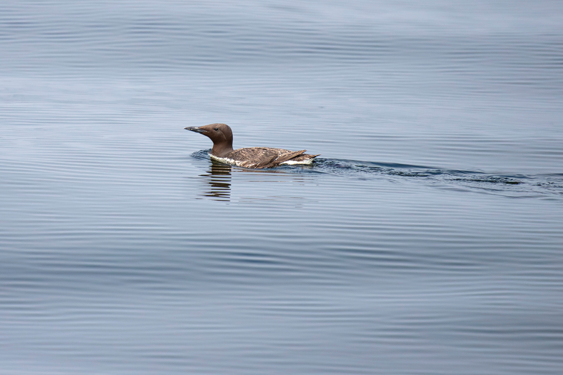 Штиль в рубчик Common Murre Тонкоклювая кайра