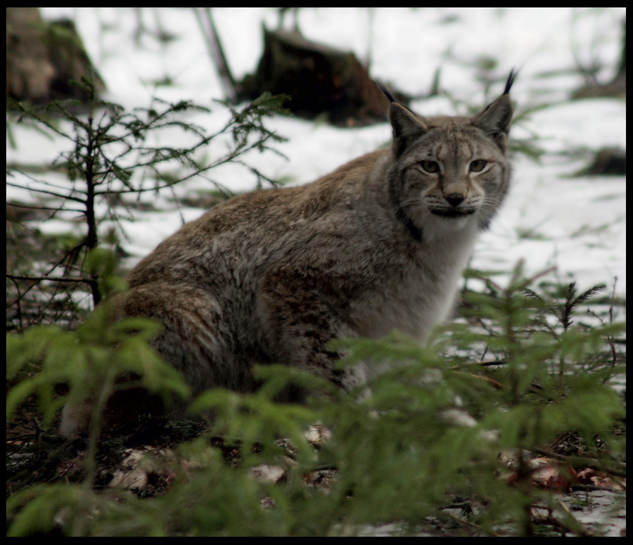 Pысь (Lynx lynx) Pысь (Lynx lynx)