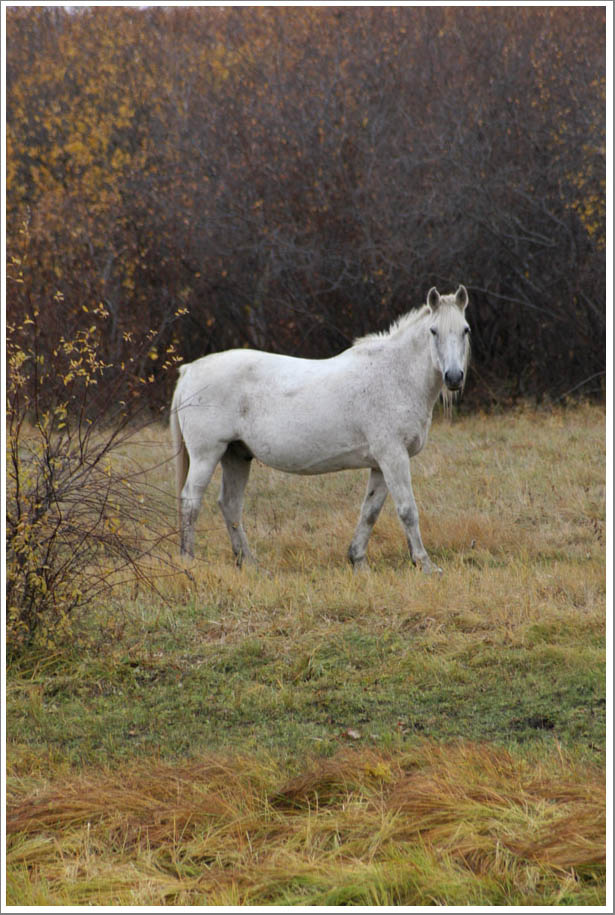 Осенние мотивы.. 