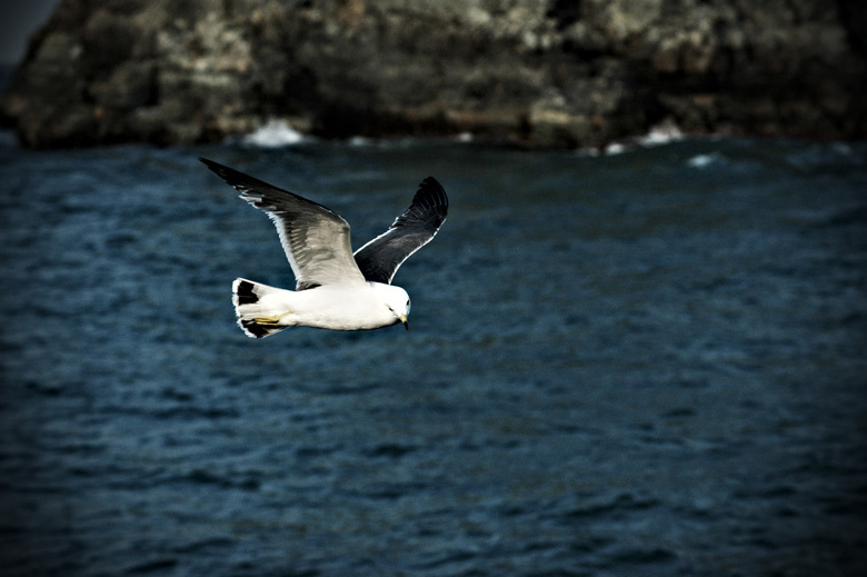 gull 