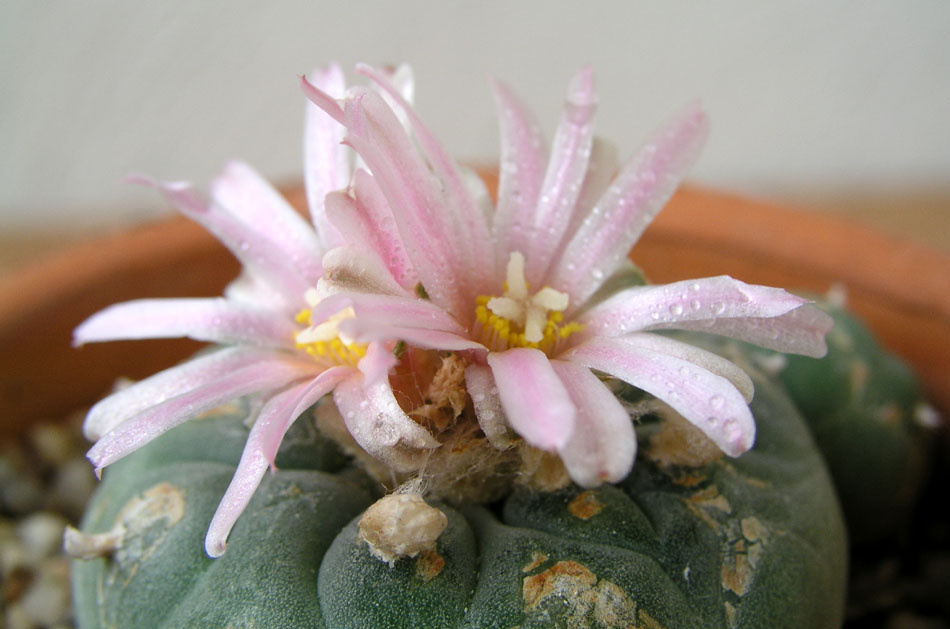 Цветок Пейотля 2 Lophophora williamsii, пейотль