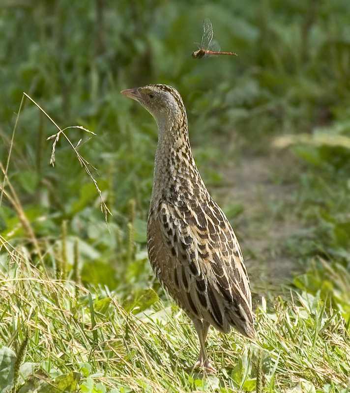 Коростель и стрекоза. Коростель, Corncrake, Crex crex