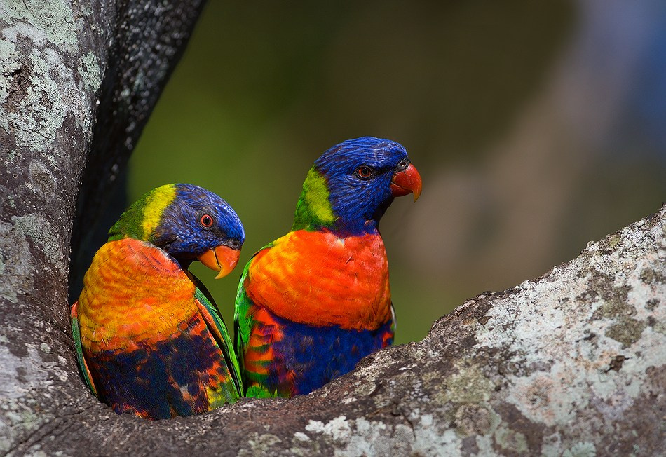 Радужные лорикеты Попугаи, Rainbow, Lorikeet, радужные, лорикеты, австралияё
