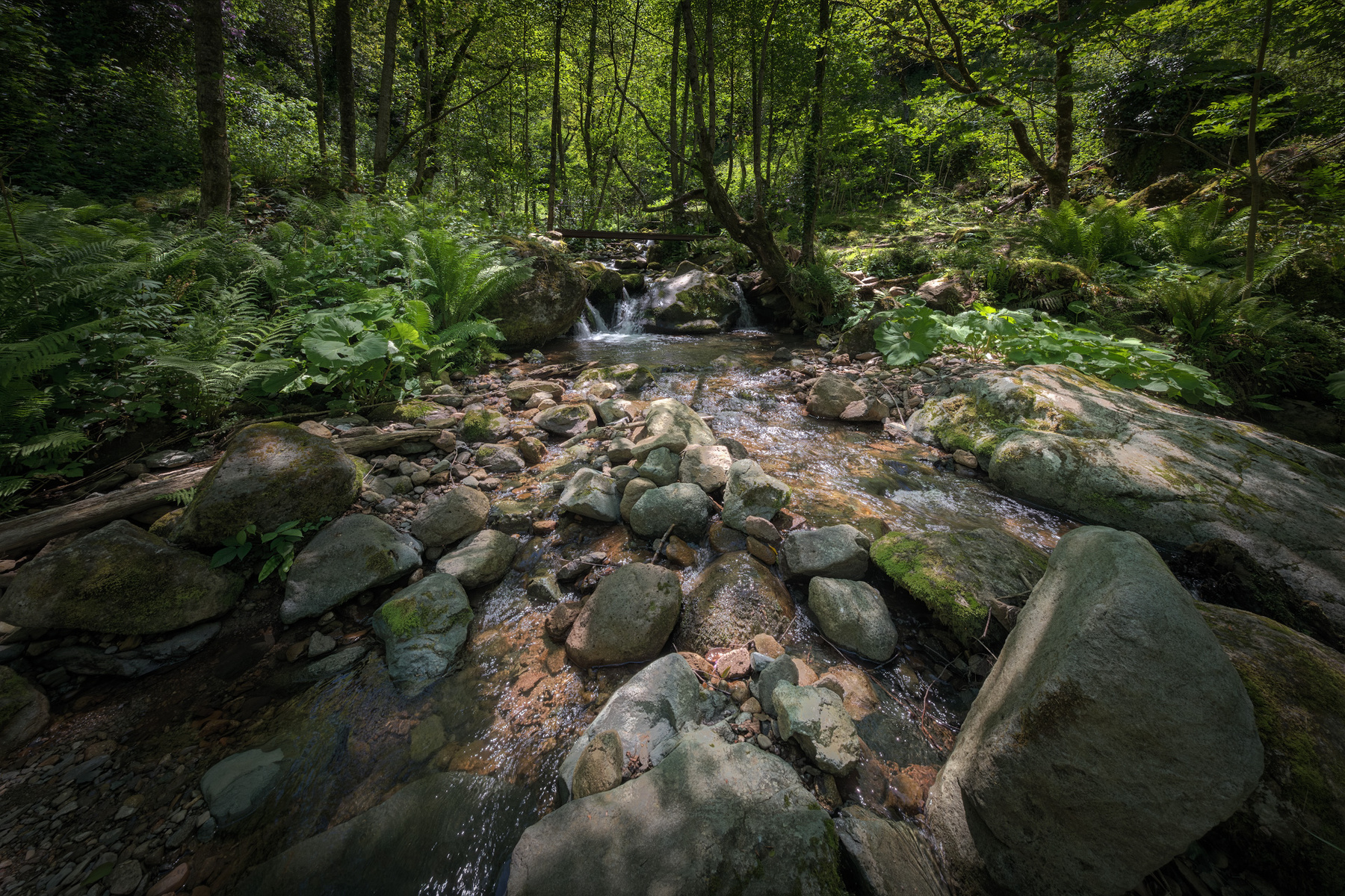 Stream In The Mtirala Jungle mtirala stream mountains forest jungles nature landscape scenery travel outdoors georgia sakartvelo adjara chizh