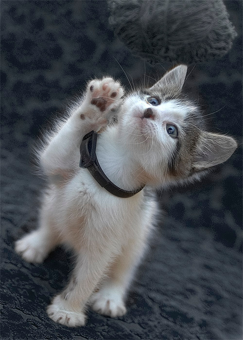 *2938* кот котенок кошка игра маленький клубок шерсть мышка