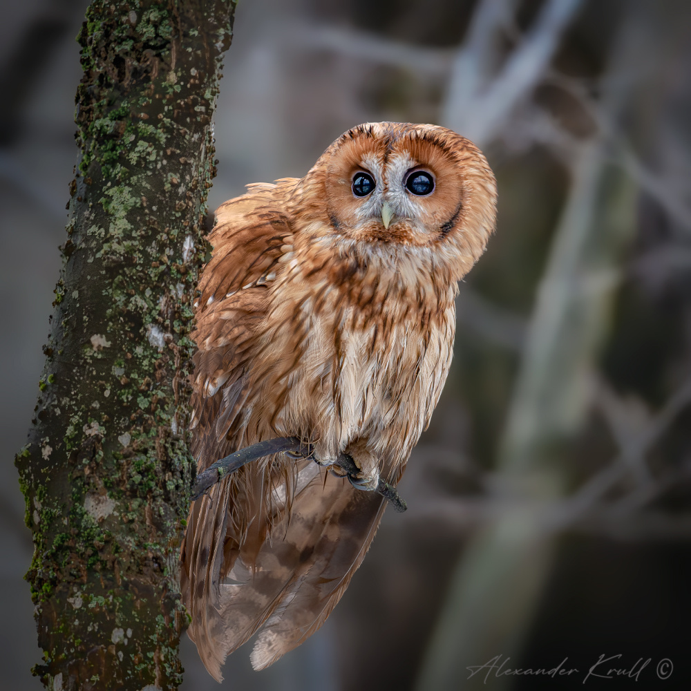 Рыжая сова неясыть серая обыкновенная strix aluco tawny owl