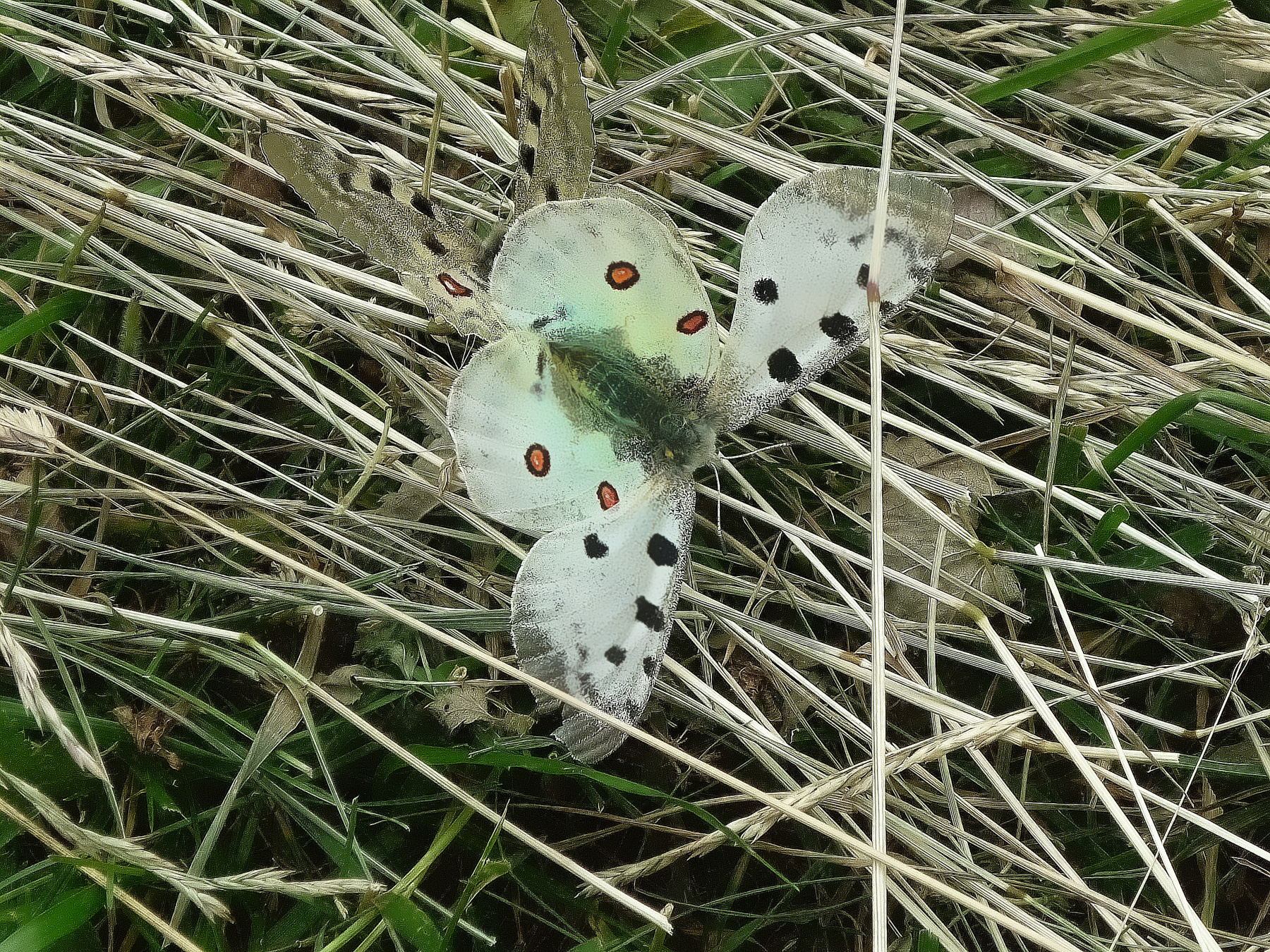 Summer Butterfly 