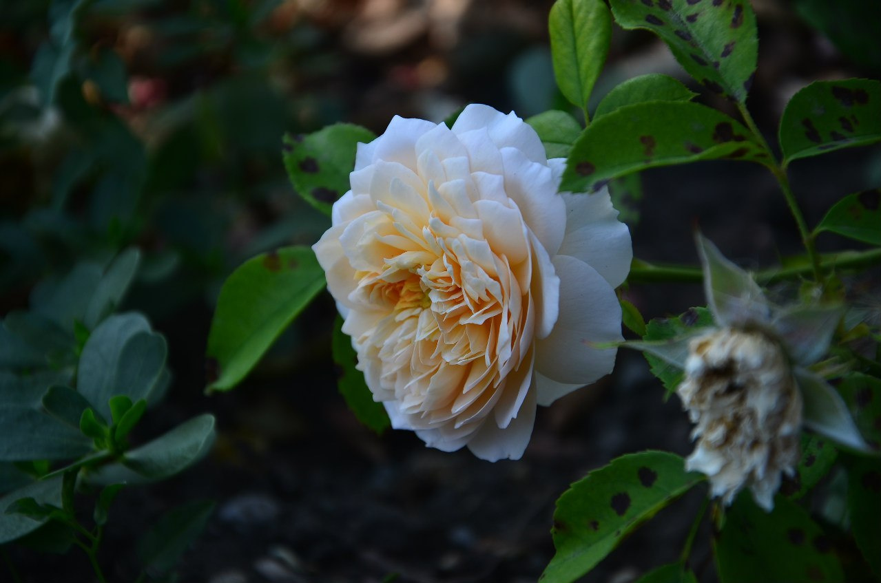 Кремовое flower, цветы 
