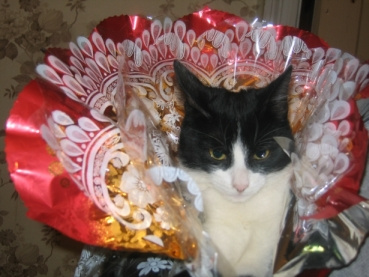 Кот подарочный кот подарок