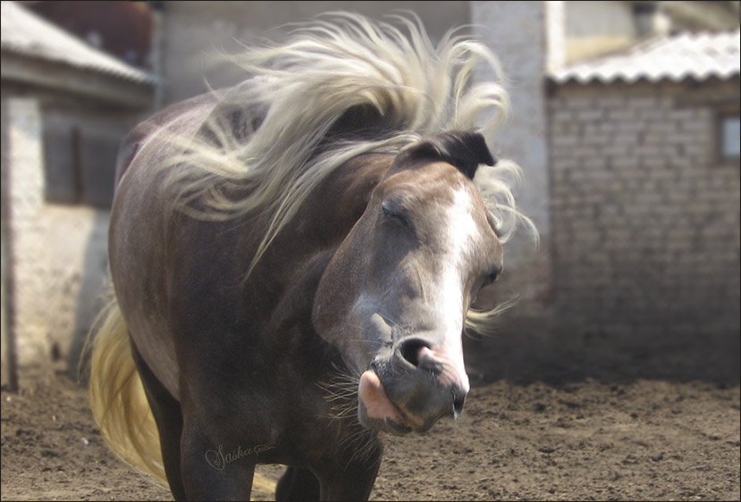 Парикмахер, мне пожалуйста укладку лошадь horse