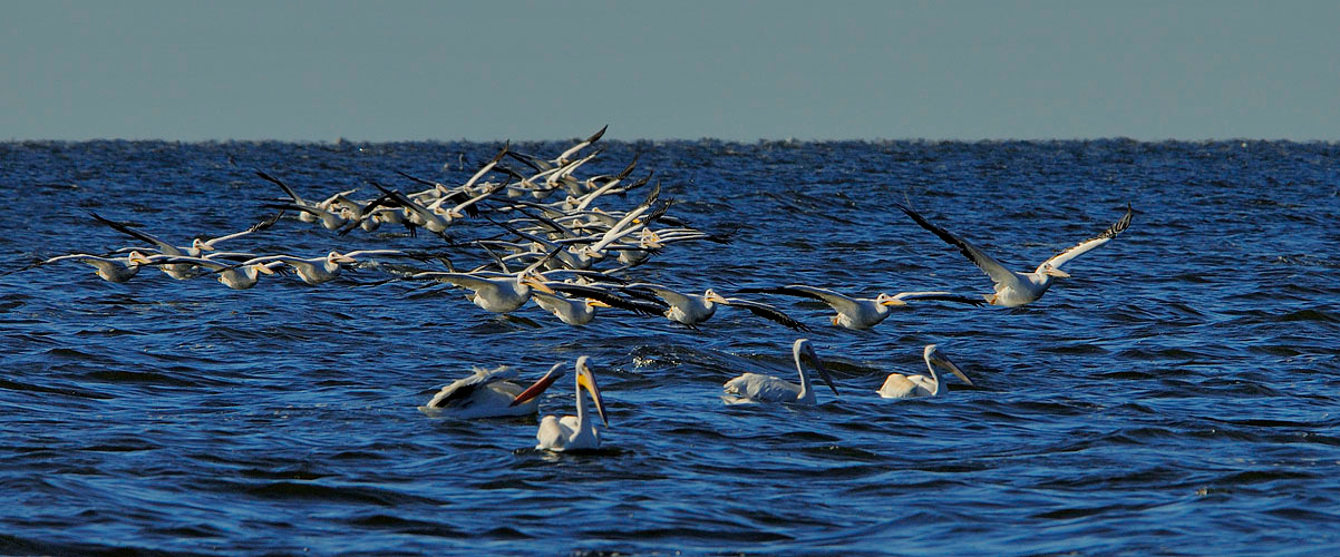 Нашествие Американский белый пеликан, Pelecanus erythrorhynchos, Озеро Солтон Си, American White Pelican, Salton Sea, California